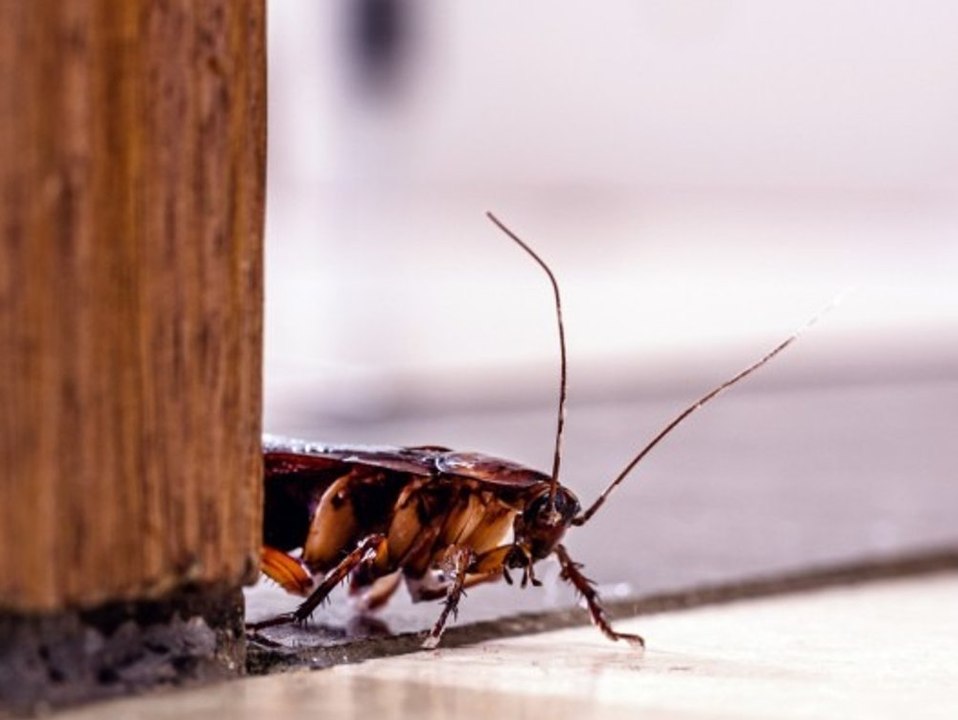 Behörde warnt: 'Super-Kakerlaken' breiten sich auf Mallorca aus