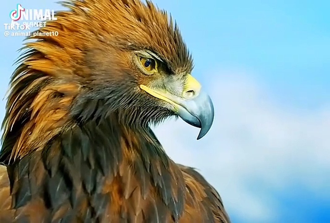 Eagle jani