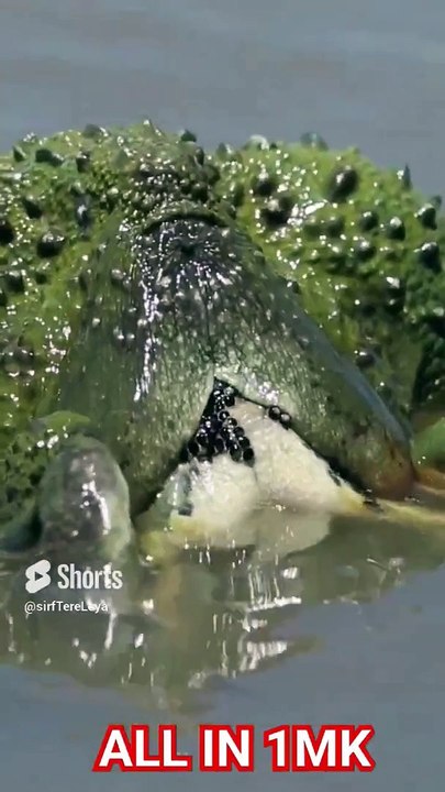 FROG GIVING EGG