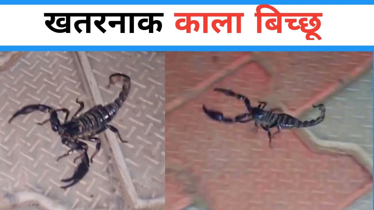 Bichhu | khatrnak bichhu | #scorpion | काला बिच्छू