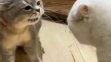 Cats fighting funny moments