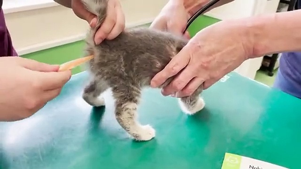 Fun#funny video