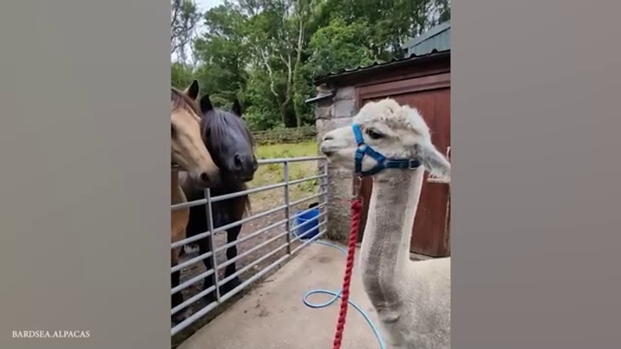 Watch_and_DIE_FROM_LAUGHING_Super_FUNNY_ANIMAL_VIDEOS_2024(360p)