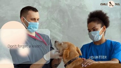 7 Essential Tips for Your Pet's Health and Happiness | CurliTail