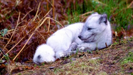 LEARN ANIMALS FROM LETTER A