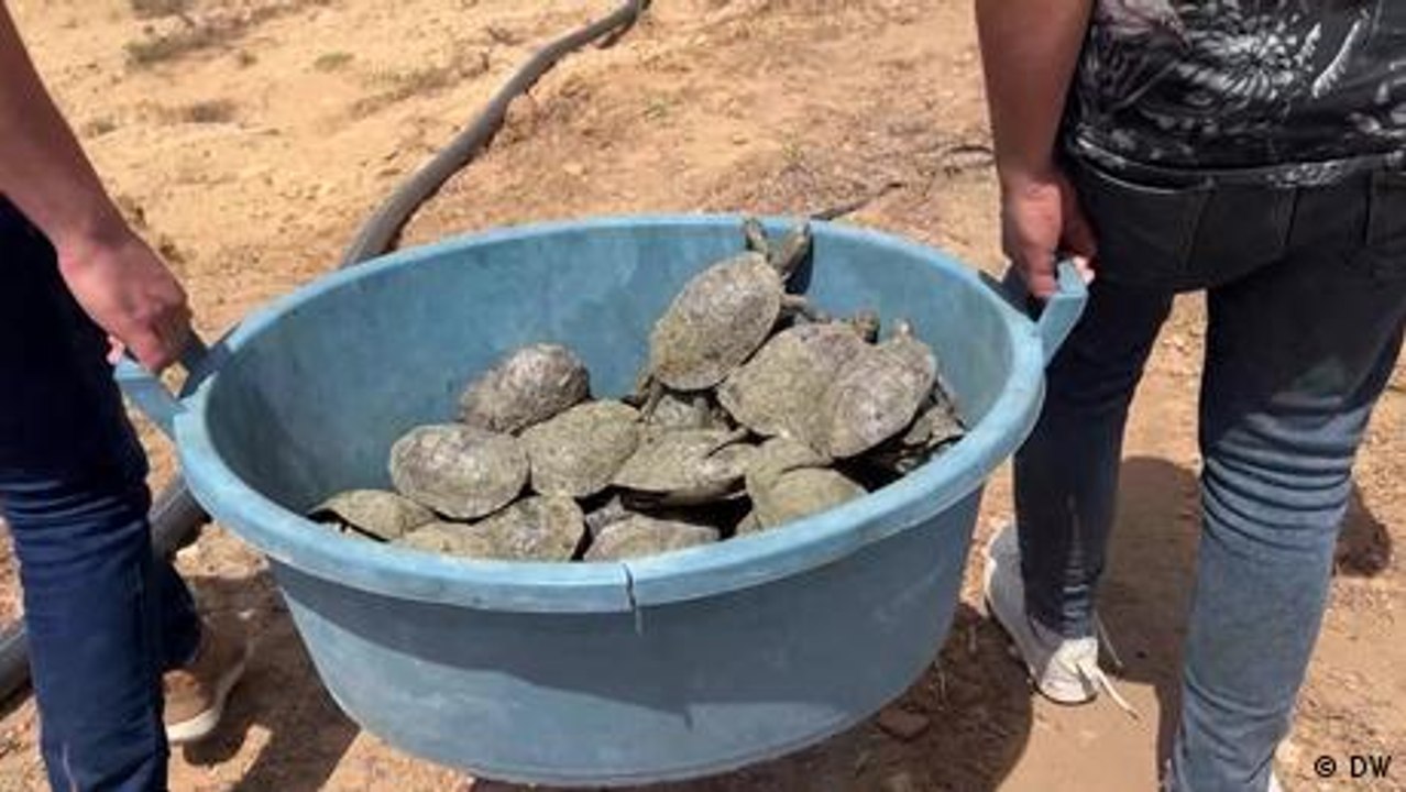 Rehousing Tunisia's threatened freshwater turtles
