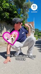 Le sol est-il trop chaud pour votre chien ?