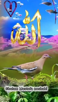 Ghulam Mustafa noshahi ماشاء الله تبارك الله