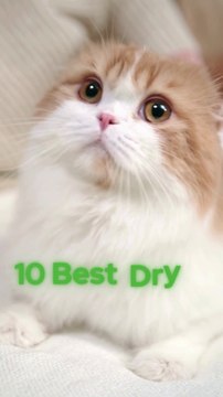 10 Best Dry & Wet Cat Food Options
