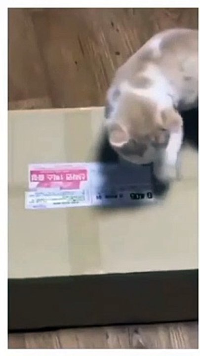 Funny cats video