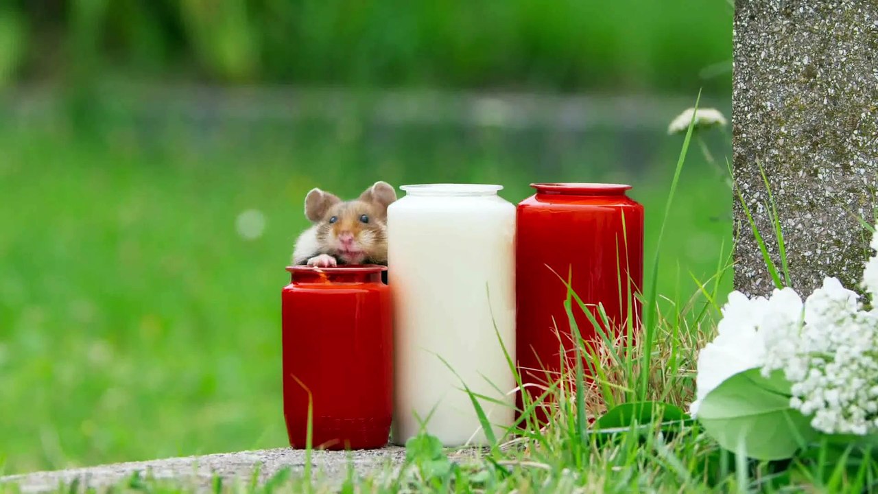 "Siete mundos, un planeta: Europa" – La Vida Silvestre en Peligro