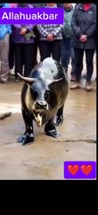 Oh my god water cow