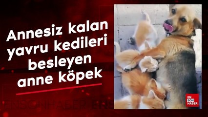 Yetim kalan yavru kedileri besleyen anne köpek