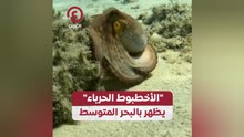 "الأخطبوط الحرباء" يظهر بالبحر المتوسط