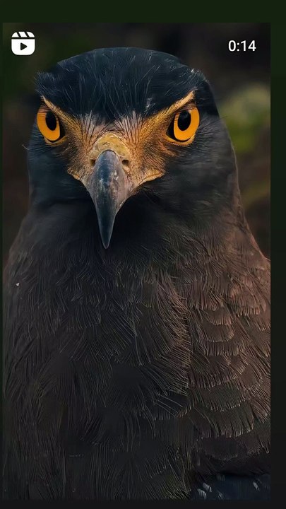 Ever Saw a Serpent Eagle This Close?