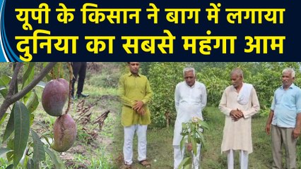 UP के Saharanpur में किसान ने की 3.50 लाख रुपए किलो के आम की खेती
