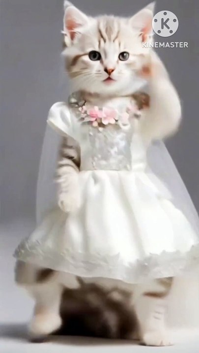 CAT DANCE