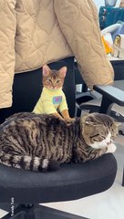 Small Cat and Big Cat