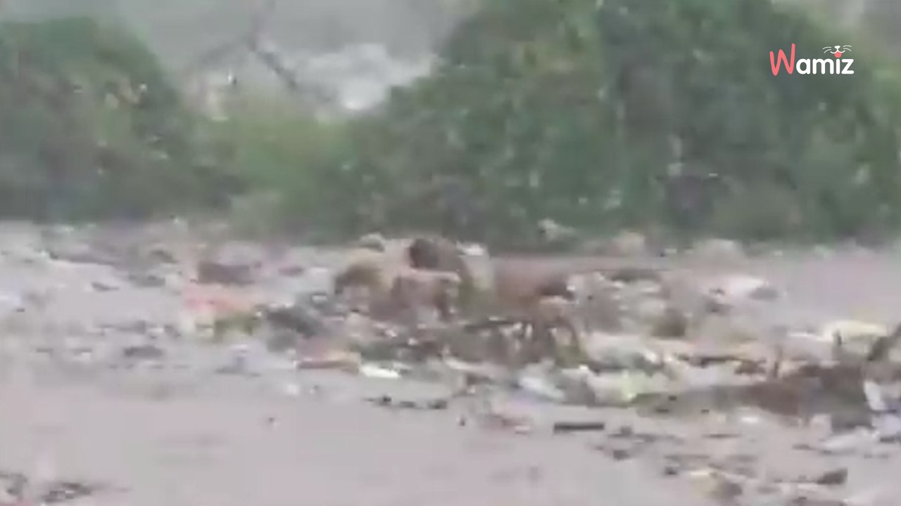 Uragano Beryl: il video dei cani randagi spazzati via dalla corrente commuove migliaia di persone