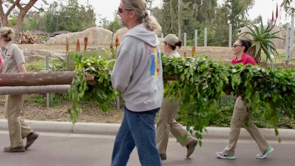 Come Celebrate This Amazing Elephant’s Birthday…In Style!