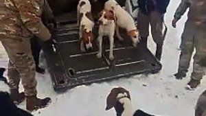 Trabalhador e 13 cães são resgatados após um mês presos em cabana em meio à neve