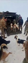 Download Video: Trabalhador e 13 cães são resgatados após um mês presos em cabana em meio à neve