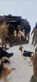 Trabalhador e 13 cães são resgatados após um mês presos em cabana em meio à neve