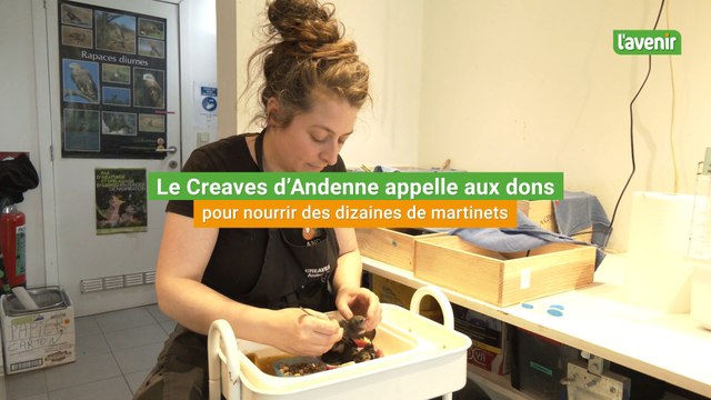 Le centre Creaves d'Andenne lance un appel aux dons pour nourrir ses nombreux martinets