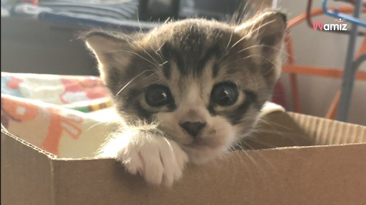 Foto. Sente dei rumori nel muro e decide di fare un buco per capire: la scoperta lo lascia di stucco