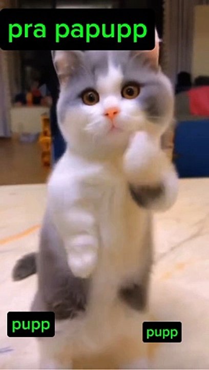 Cute cat