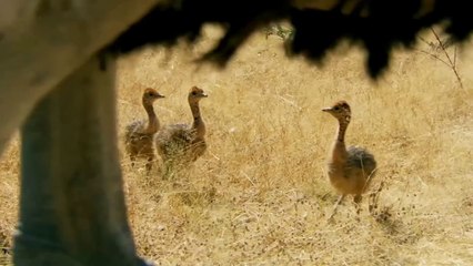 Animals Documentary - Ostrich Chicks Get First Ever Drink of Water