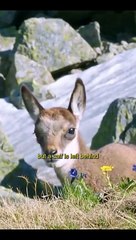 Eagle fly | #viral video| short video|