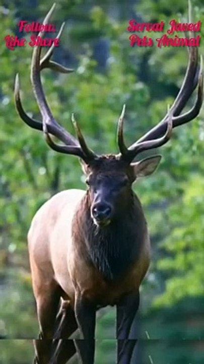 Beautiful barasingha ke video