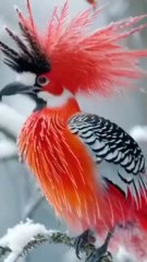 Surah Al insaan recitation #quranrecitation #qurantranslation #telawatequran #quran