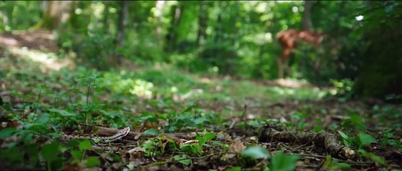 Bambi, L’histoire d’une vie dans les bois Bande-annonce VF (2024, Documentaire)