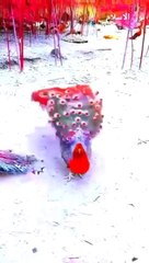 سبحان اللہ - CREATOR ALMIGHTY ALLAH