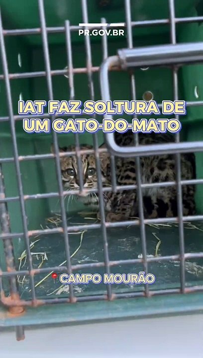 IAT devolve gato-do-mato à natureza e fecha cativeiro de pássaros