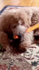 You Definitely Laugh,Trust me  Cute Cats And Dogs  Funny Animals Life