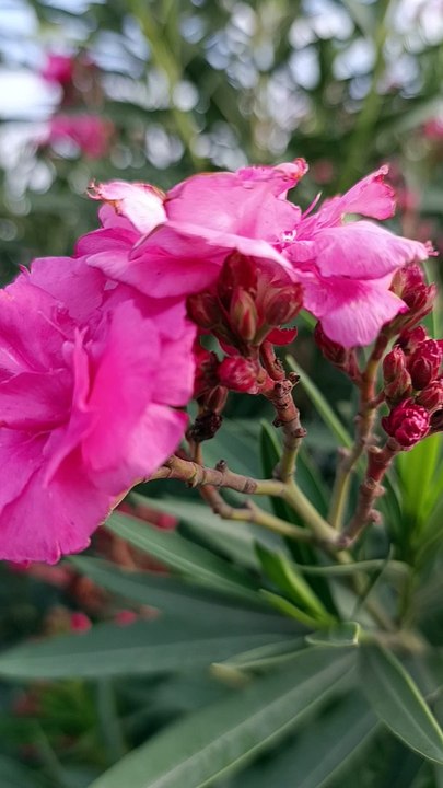 Beautiful  flower palant