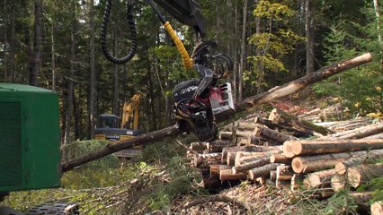 Les MRC du Bas-Saint-Laurent se mobilisent pour sauver les emplois en aménagement forestier