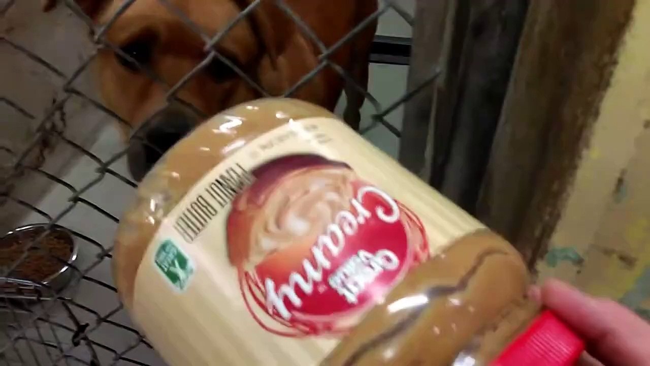 Old film❤️Pima Animal Care Center ~30 Doggies Adoptable Doggies at time of video or later❤️8-23-2017