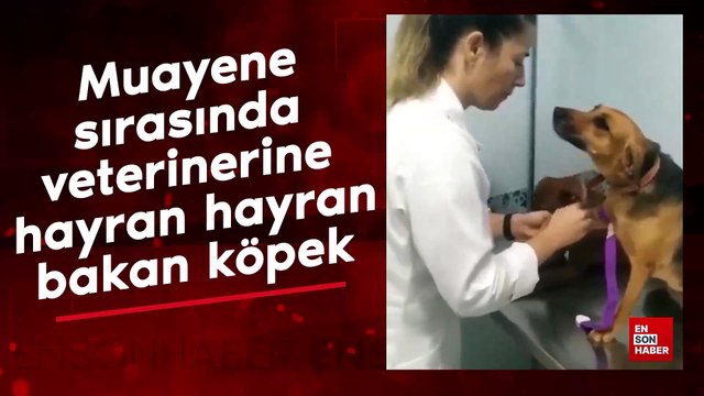 Muayene sırasında veterinere hayran hayran bakan köpek