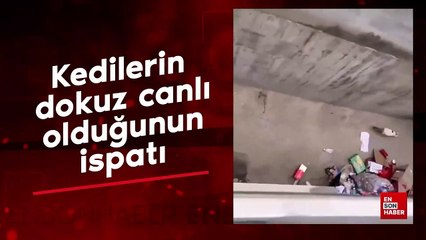 Kedilerin dokuz canlı olduğunun ispatı