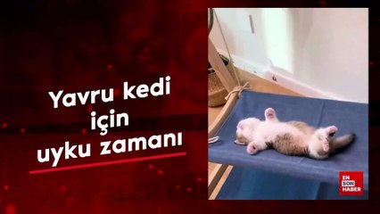 Yavru kedi için uyku vakti
