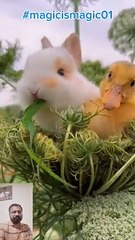 Friendship of rabbit and duck baby