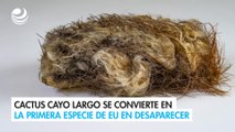 Cactus Cayo Largo se convierte en la primera especie de EU en desaparecer: ¿Qué se sabe?