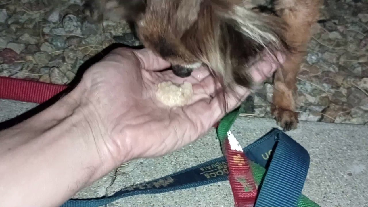 Ozzyta Villanova Paco ate rotisserie chicken; softly hugged Paco(under threshold) when saw doggie VID_20240706_205722737