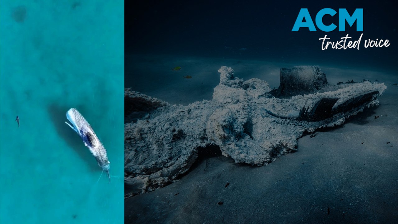 Why land burials of whales dig a big hole for t...