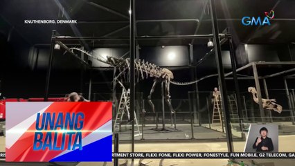 Skeleton ng long-necked Camarasaurus Grandis, naka-display sa Museum of Evolution | Unang Balita