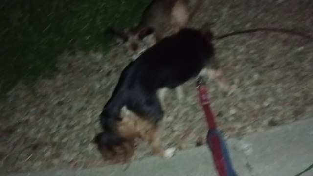 Ozzyta Villanova Paco really enjoyed rotisserie chicken. Paco was super interested VID_20240702_203927249